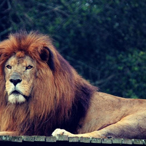 Hadiyyi Hobbicho/e - Lion - አምበሳ