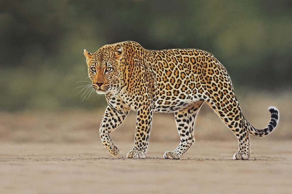 Kabeecho/e - Leopard - ነብር